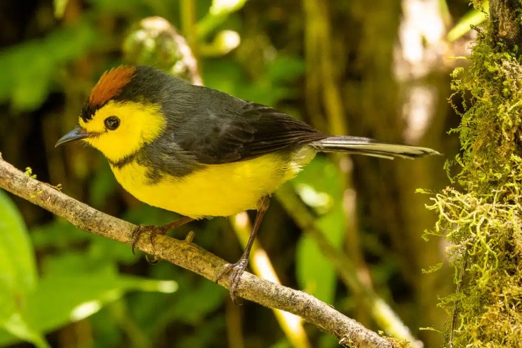 Red Grouse standing by a wet road in the Scottish Highlands. Highland birding.