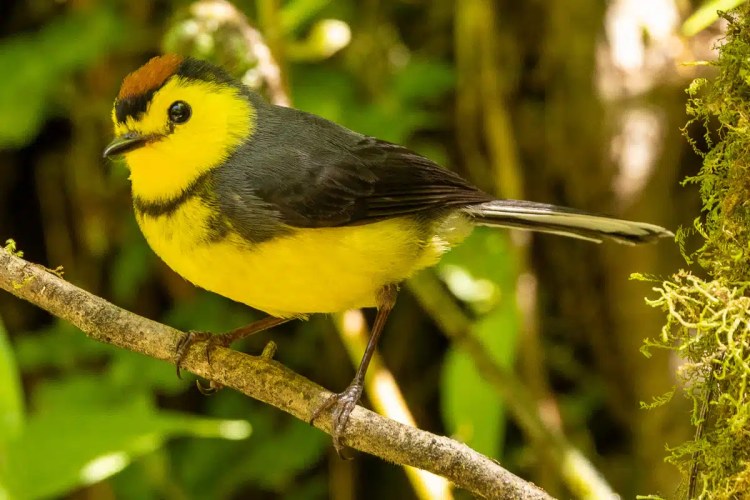 Red Grouse standing by a wet road in the Scottish Highlands. Highland birding.