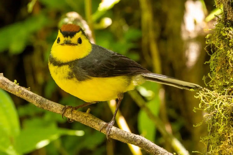 Solitary sandpiper, a small brown bird with white underparts, foraging on grassy ground.