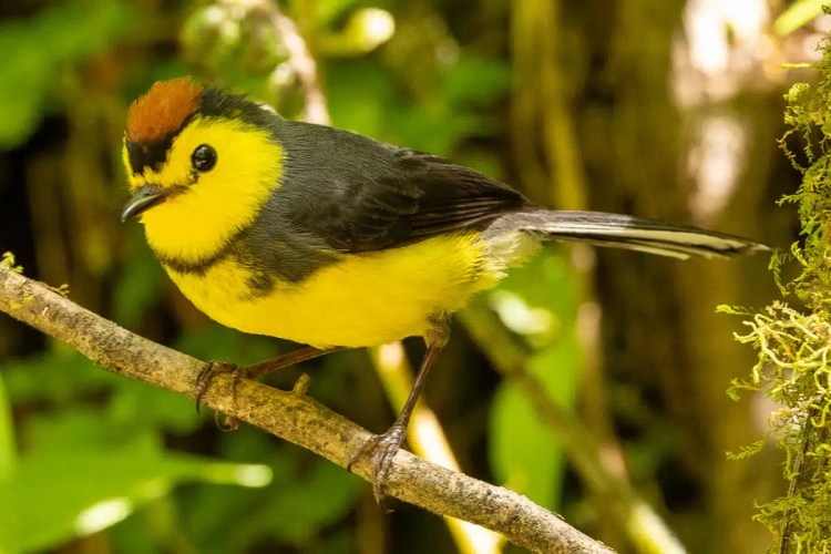 Solitary sandpiper, a small brown bird with white underparts, foraging on grassy ground.