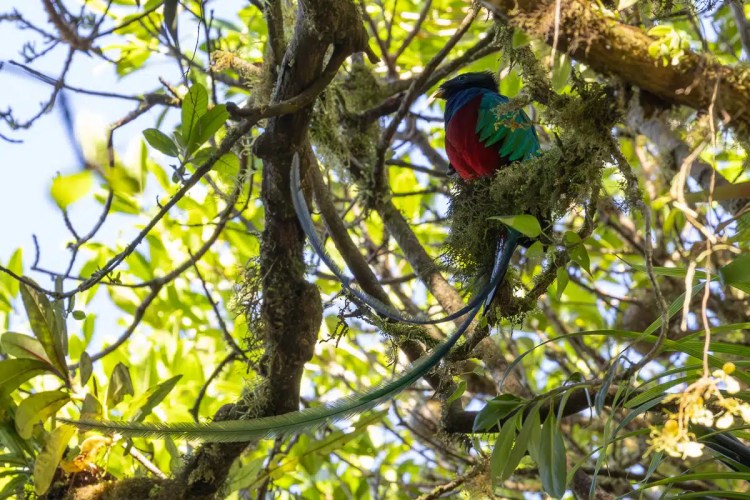 Solitary sandpiper, a small brown bird with white underparts, foraging on grassy ground.