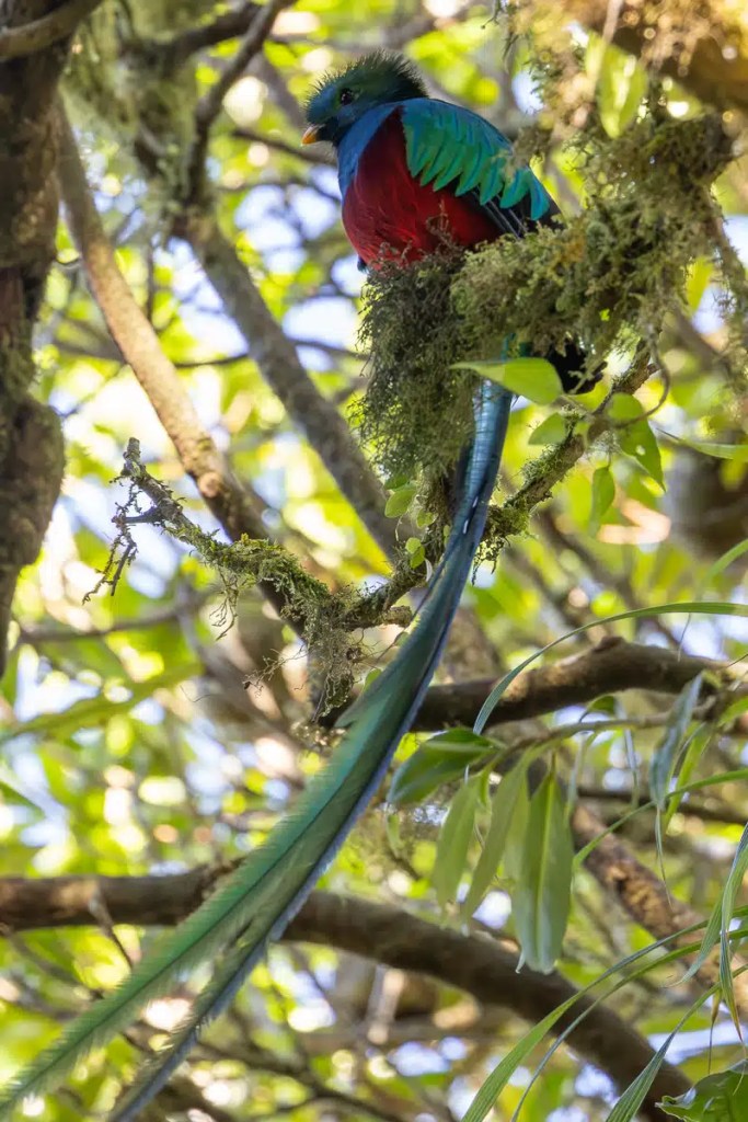 Solitary sandpiper, a small brown bird with white underparts, foraging on grassy ground.