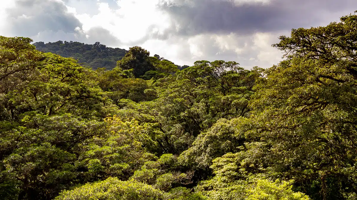 Lush canopy of the Monteverde Cloud Forest under a cloudy sky.