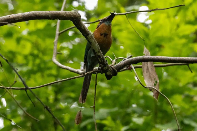 Motmot bird perched on a branch in Pipeline Road's lush greenery.