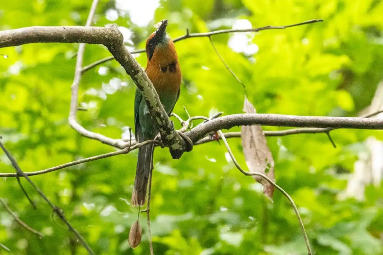 Rufous Motmot bird perched on a branch along Pipeline Road, Panama.
