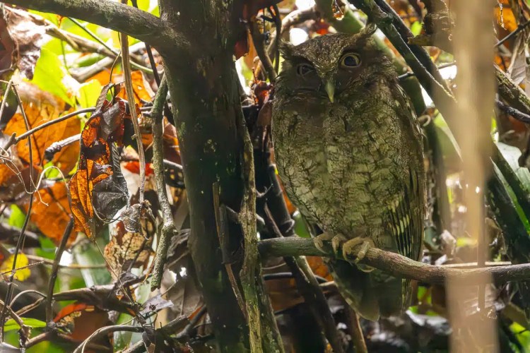 Owl perched on a branch in Pipeline Road, Panama. Birding in the rainforest.