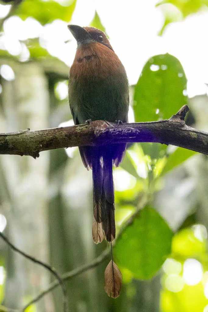 Motmot bird perched on a branch, displaying its distinctive tail feather in Pipeline Road habitat.