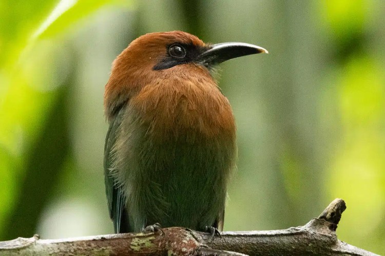 Rufous Motmot bird perched on a branch along Pipeline Road. Birding in Panama.