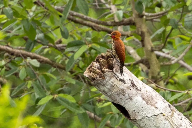Rufous-winged Woodpecker perched on a branch along Pipeline Road, Panama.