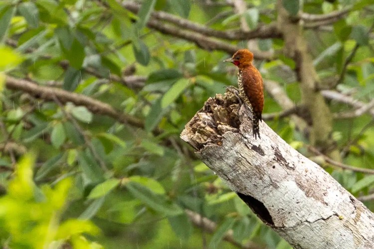 Rufous-winged Woodpecker perched on a branch along Pipeline Road, Panama