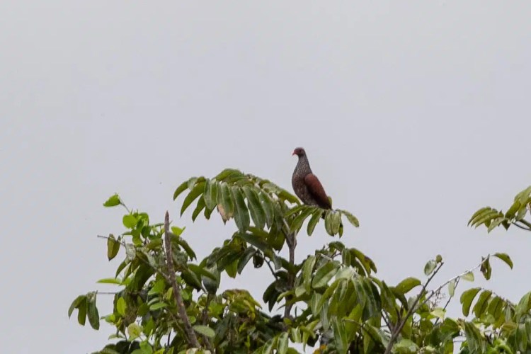 Scaled pigeon perched atop a tree on Pipeline Road. Birding in Panama.