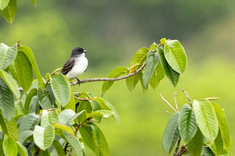 Eastern Kingbird perched on a branch in Pipeline Road, Panama. Birding in Panama.