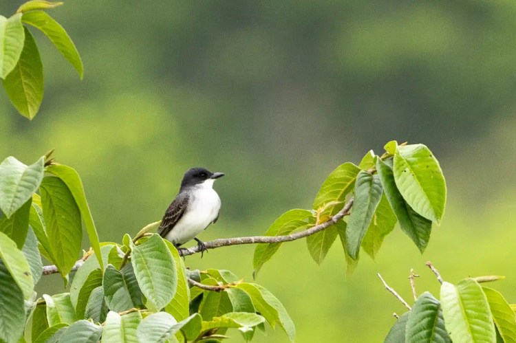 Black and white bird perched on a branch with green leaves, likely seen on Birding Pipeline Road.