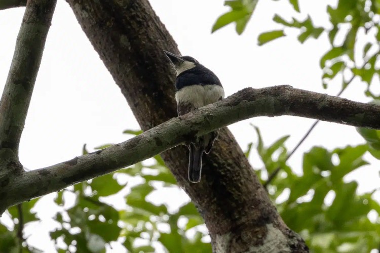 Black-and-white antshrike perched on a branch along Birding Pipeline Road.