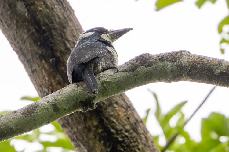 Barbet bird perched on a branch along Pipeline Road.
