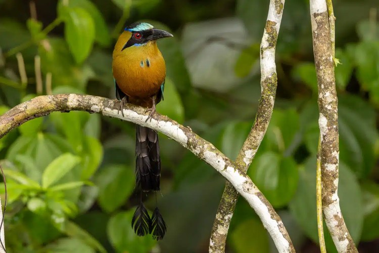 Motmot bird perched on a branch along Pipeline Road, Panama.