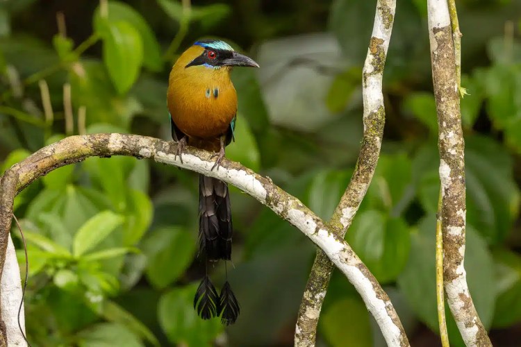 Motmot bird perched on a branch along Pipeline Road, Panama. Colorful plumage detail.