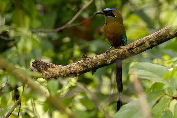 Motmot bird perched on a branch on Pipeline Road