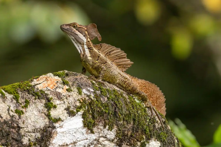Male brown basilisk lizard on a mossy log, a reptile often seen while birding Pipeline Road.