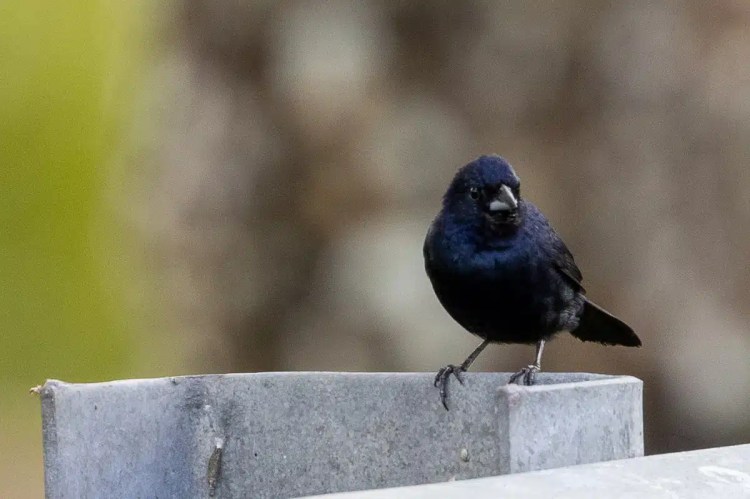 Shiny black bird, possibly a blackbird, perched on metal. Birding Pipeline Road.