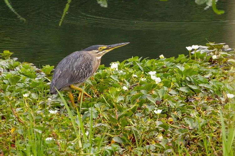 Striated heron perched amongst water plants on Pipeline Road, Panama.