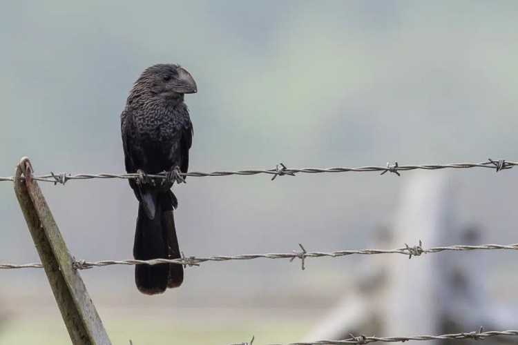 Groove-billed Ani perched on barbed wire fence. Birding Pipeline Road photo.