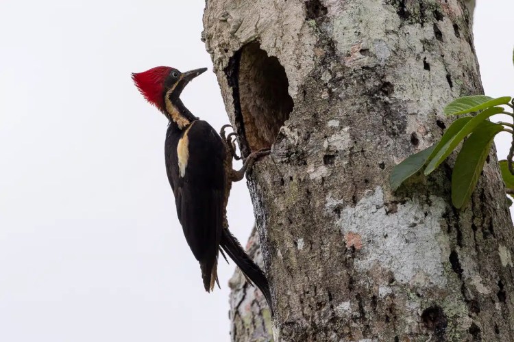 Lineated Woodpecker at nest hole on Pipeline Road tree trunk.