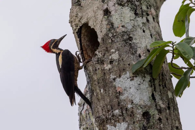 Male Lineated Woodpecker at nest cavity on a tree trunk. Birding Pipeline Road.