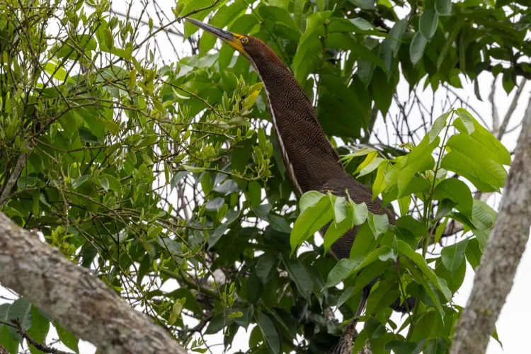 Rufescent Tiger-Heron perched in a tree along Pipeline Road. Birding in Panama.