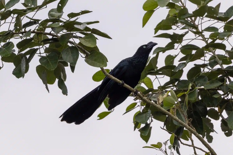 Smooth-billed Ani perched on a branch at Pipeline Road.