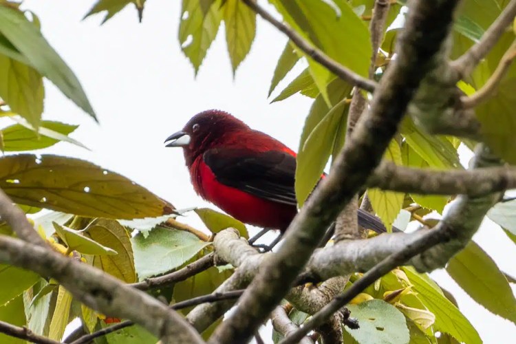 Crimson-backed Tanager on Pipeline Road. Red bird perched in tree foliage.