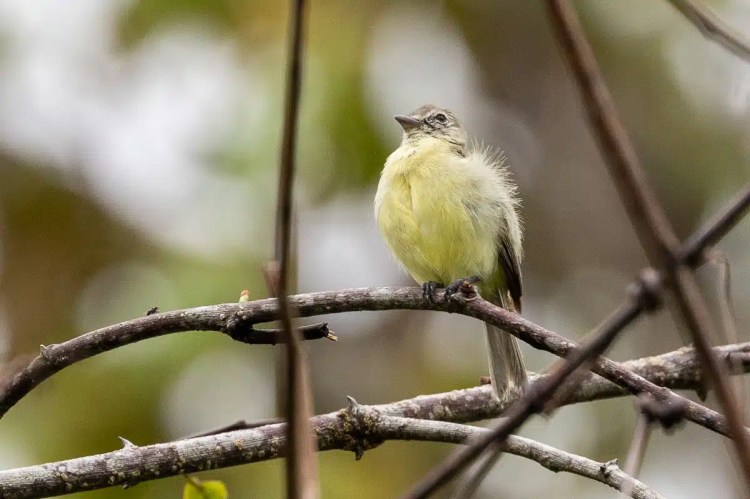 Yellowish bird perched on a branch on Pipeline Road.