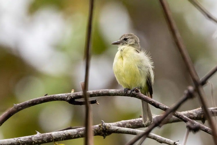 Small yellow bird perched on a branch along Pipeline Road. Birding in nature.