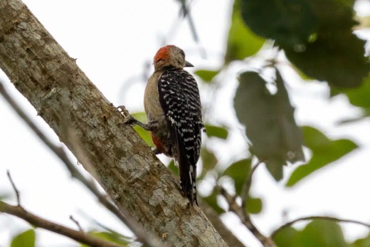 Red-crowned woodpecker on a tree branch along Pipeline Road. Birding in Panama.