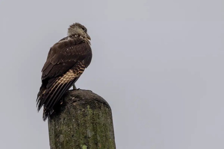 Immature Yellow-headed Caracara perched on a mossy post. Birding Pipeline Road photo.