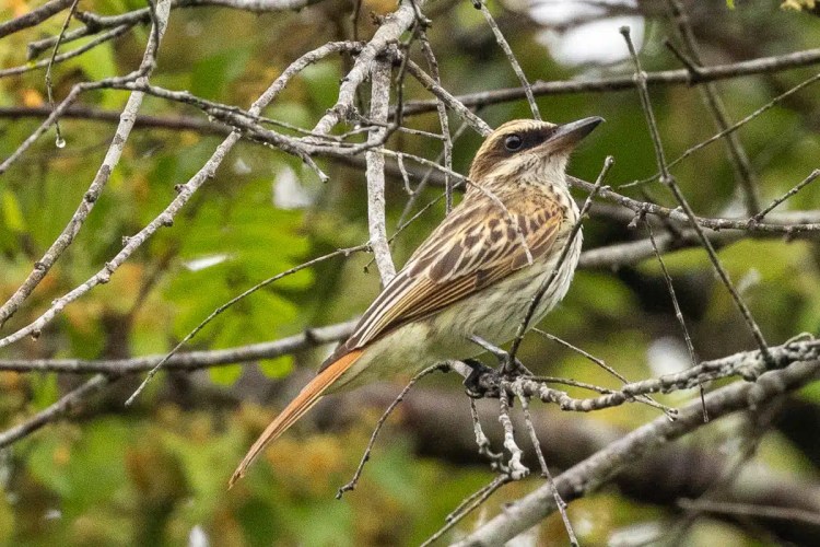 Bird on a branch, possibly a bird from Birding Pipeline Road, with brown and beige plumage and a long tail.