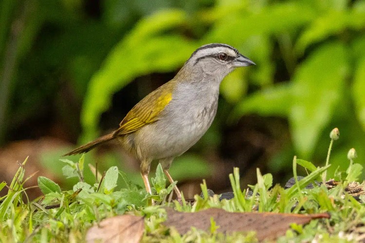Buzzard soaring in the sky. Sheriffmuir drive wildlife.