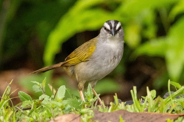 Buzzard soaring in the sky. Sheriffmuir drive wildlife.