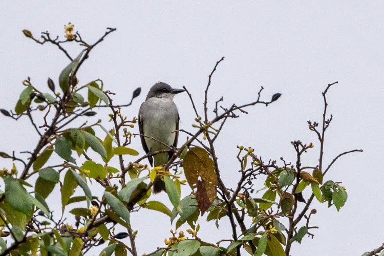 Buzzard soaring in the sky. Sheriffmuir drive wildlife.