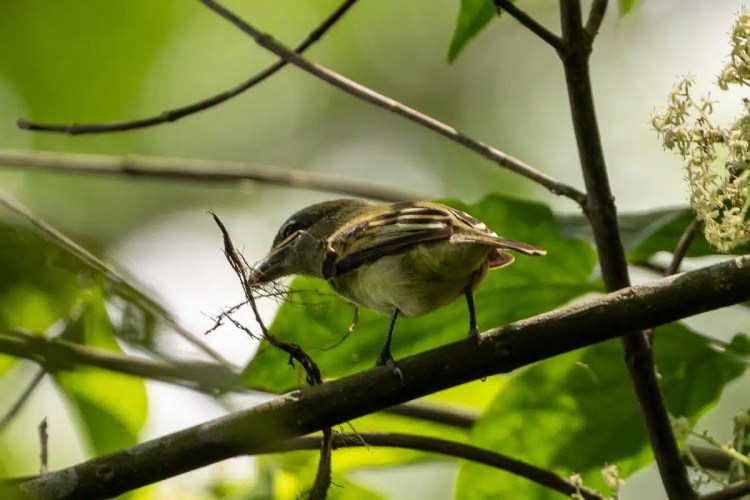 Buzzard soaring in the sky. Sheriffmuir drive wildlife.