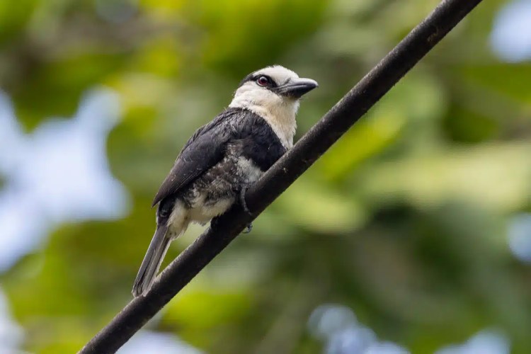 Buzzard soaring in the sky during a drive up Sheriffmuir.