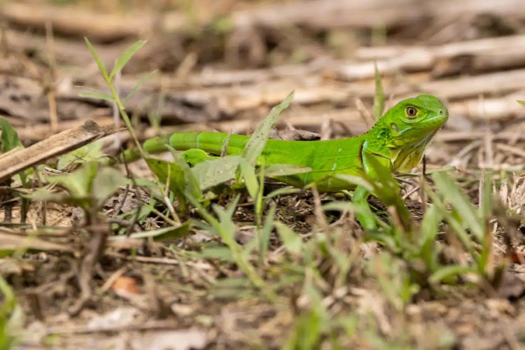 Buzzard soaring in the sky during a drive up Sheriffmuir.