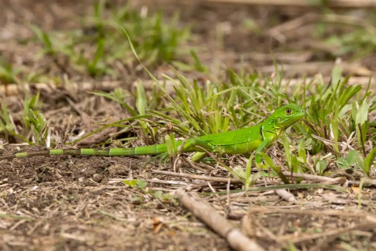 Buzzard soaring in the sky during a drive up Sheriffmuir.