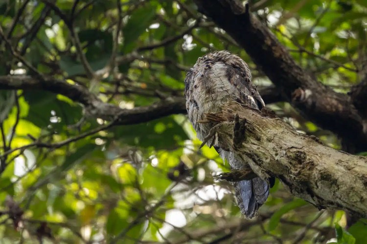 Buzzard soaring in the sky during a drive up Sheriffmuir.