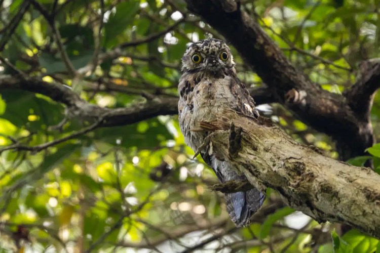 Buzzard soaring in the sky during a drive up Sheriffmuir.