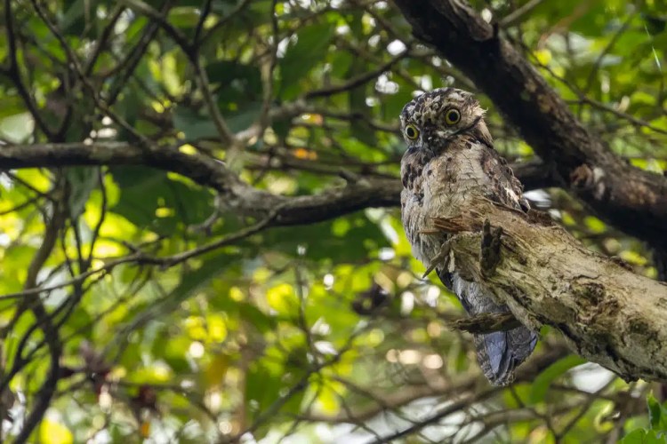 Male chaffinch perched on a weathered wooden post, displaying vibrant orange plumage and distinctive markings.