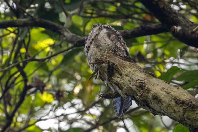 Male chaffinch perched on a weathered wooden post, displaying vibrant orange plumage and distinctive markings.