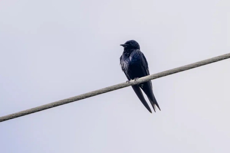 Male chaffinch perched on a weathered wooden post, displaying vibrant orange plumage and distinctive markings.