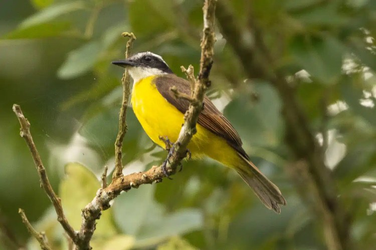 Male chaffinch perched on a weathered wooden post, displaying vibrant orange plumage and distinctive markings.