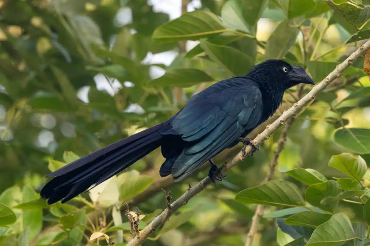 Male chaffinch perched on a weathered wooden post, displaying vibrant orange plumage and distinctive markings.